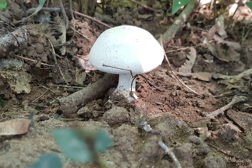 Karbol-Champignon