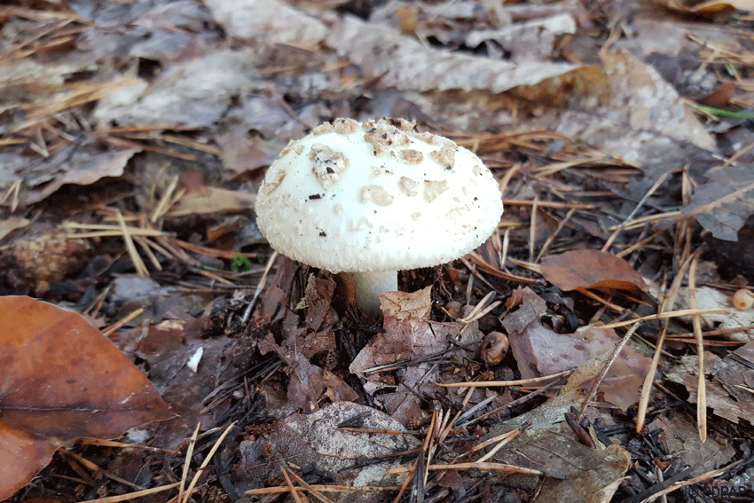 Gelber Knollenblätterpilz
